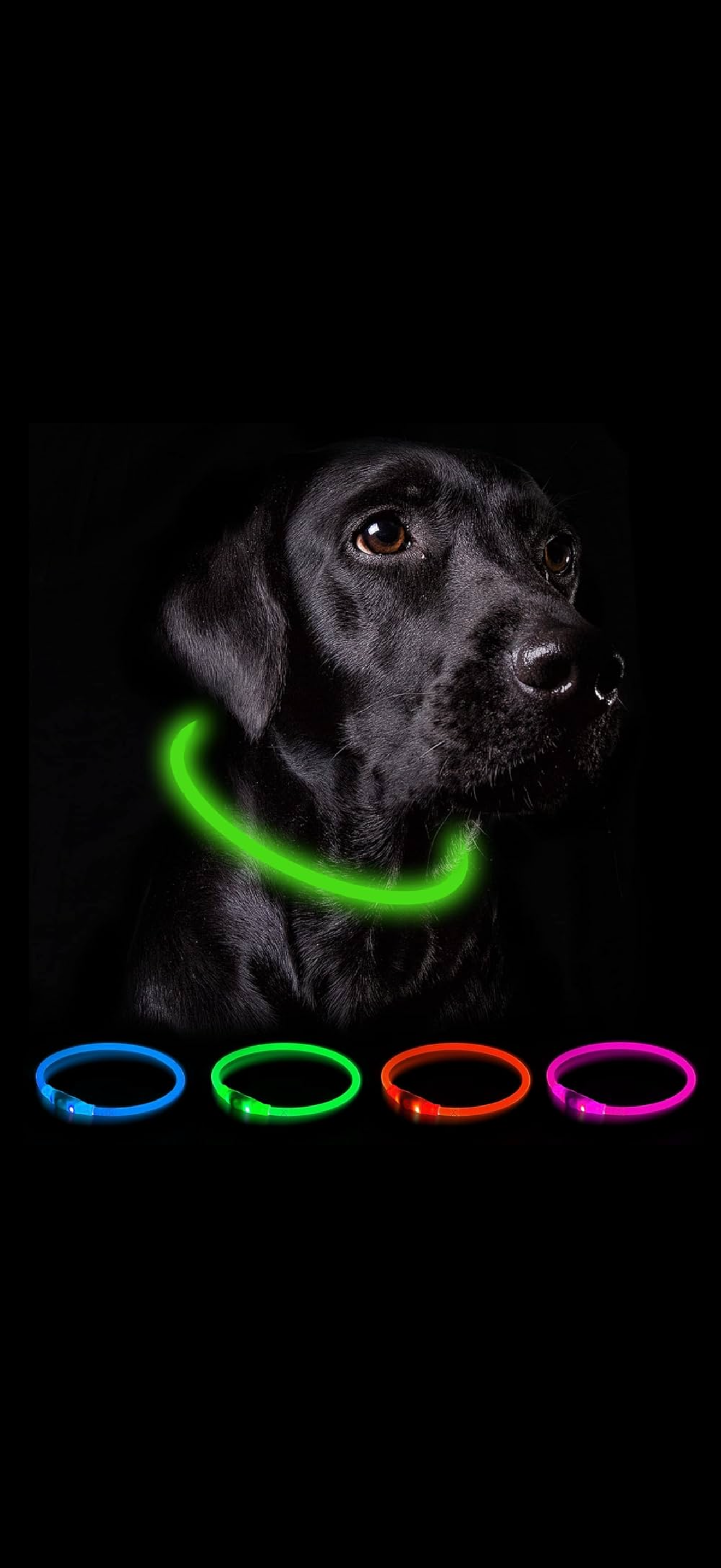 LED Hundhalsband – Uppladdningsbar & Synlig i Mörker